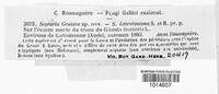 Coniothyrium genistae image